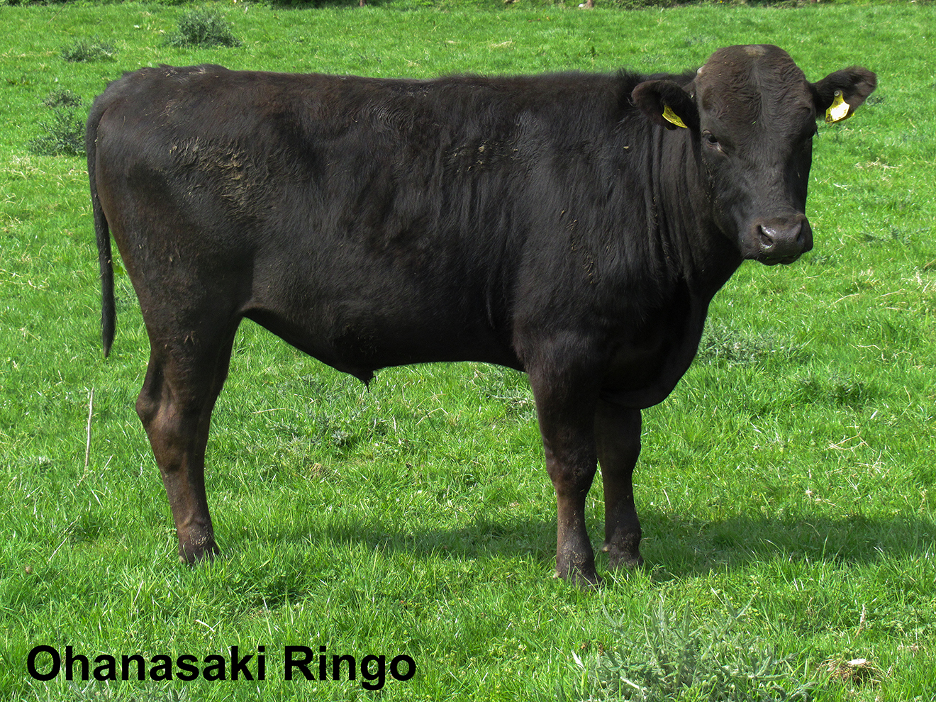 Ohanasaki Ringo highest priced Wagyu at Wagyu Ireland production sale in May 2022