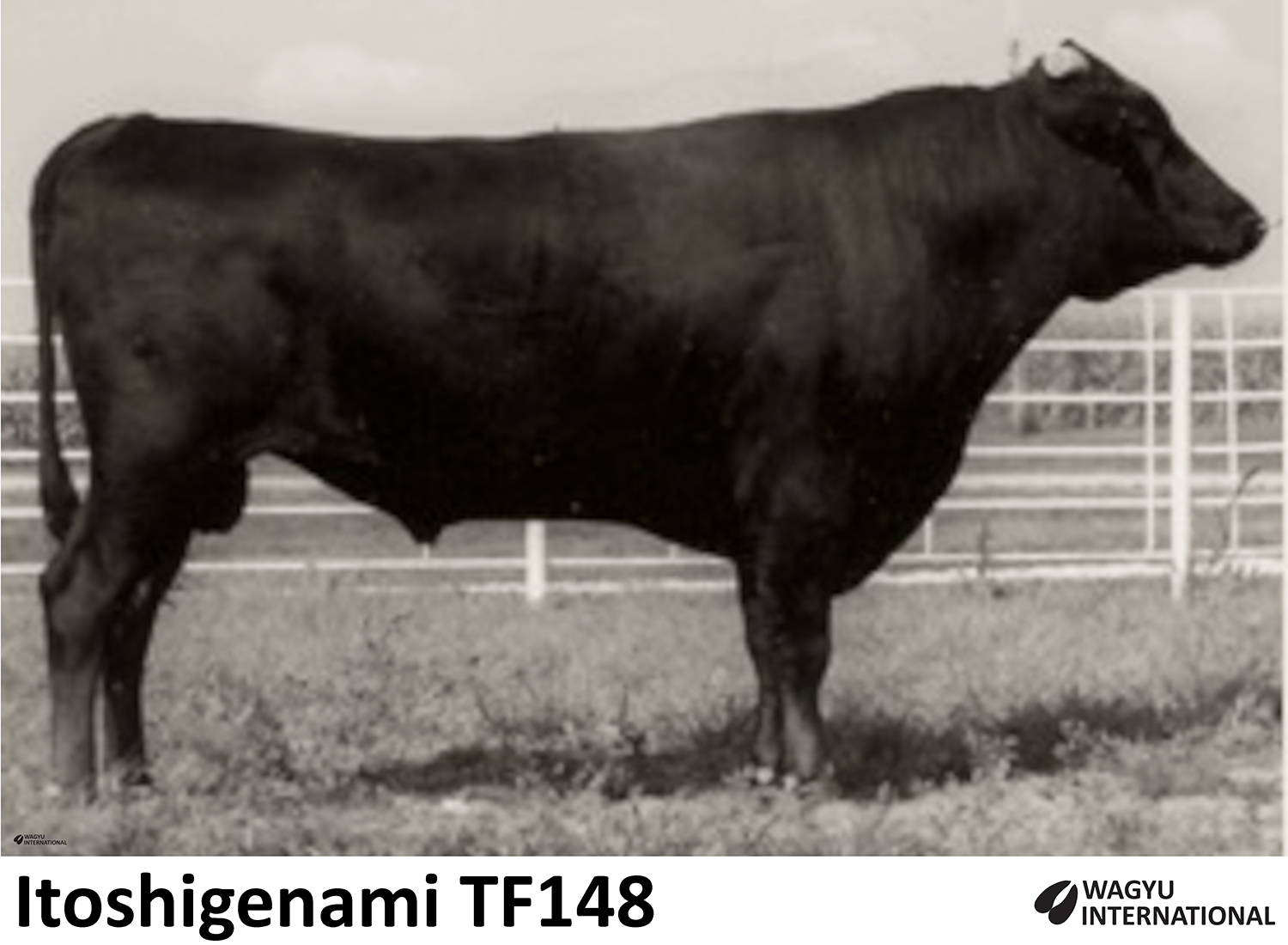 Itoshigenami TF148 Wagyu foundation bull sire of Trent Bridge F115