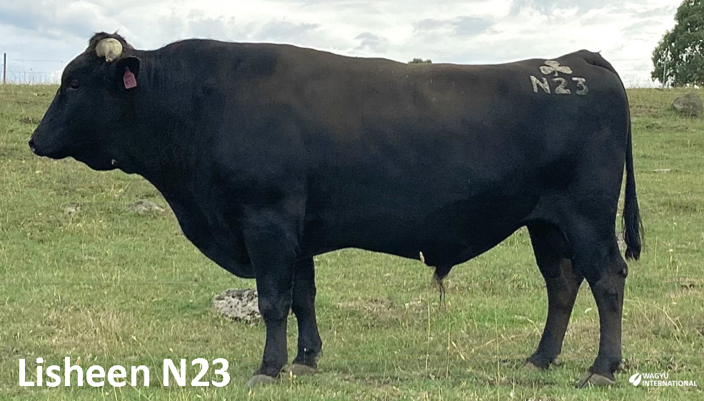 Photo of Lisheen N23 Wagyu Fullblood bull semen export for sale