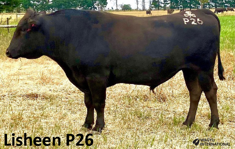 Photo of Lisheen P26