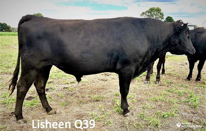 Photo of Lisheen Q39 Wagyu Fullblood bull semen export for sale