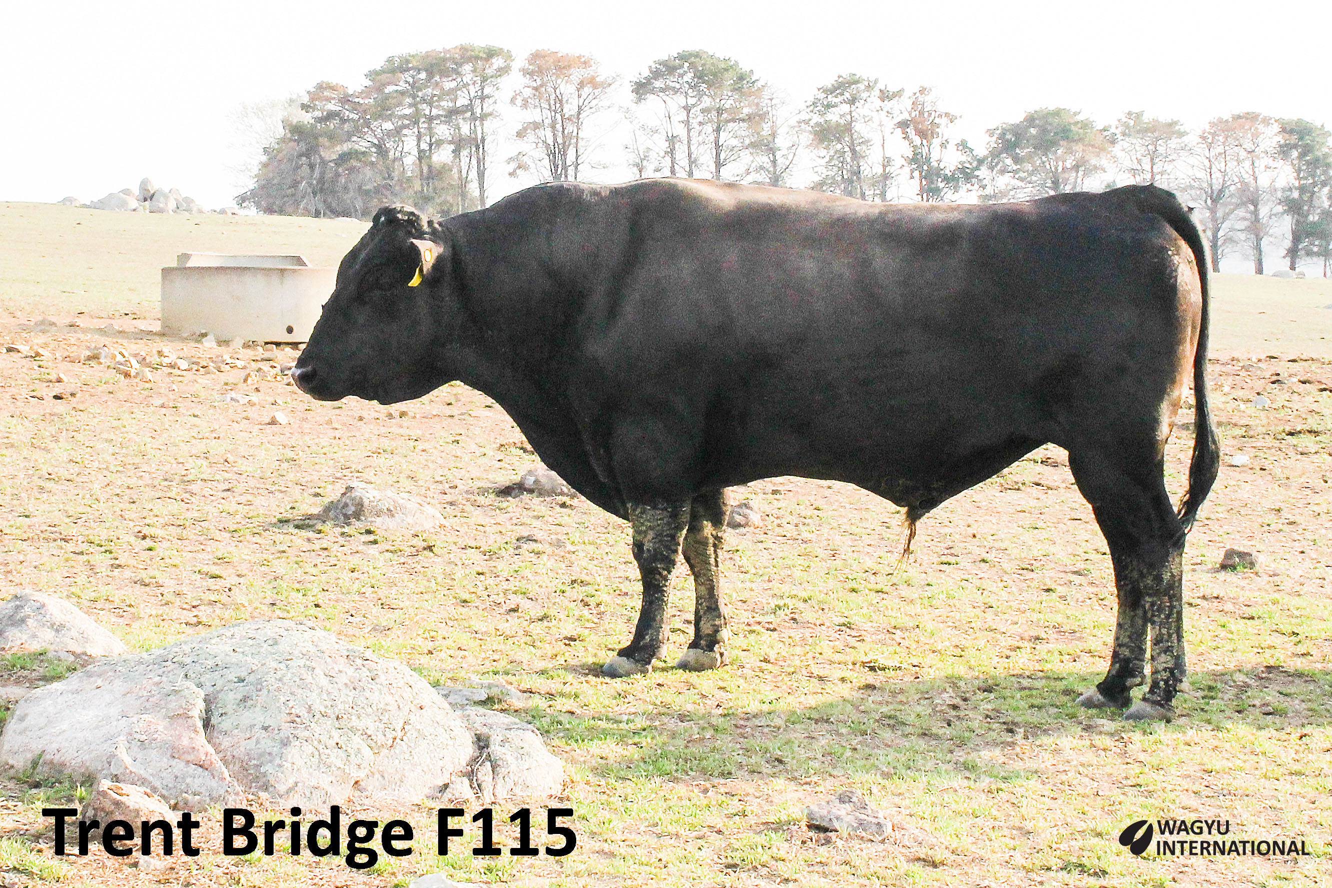 Trent Bridge F115 Fullblood Wagyu bull with carcass progeny