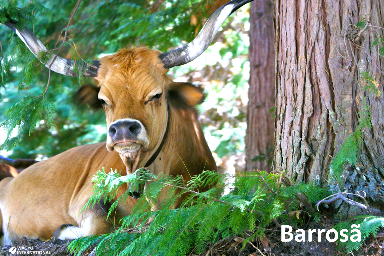 Barrosa cow in Portugal