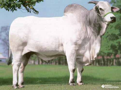 Nelore bull in Brazil