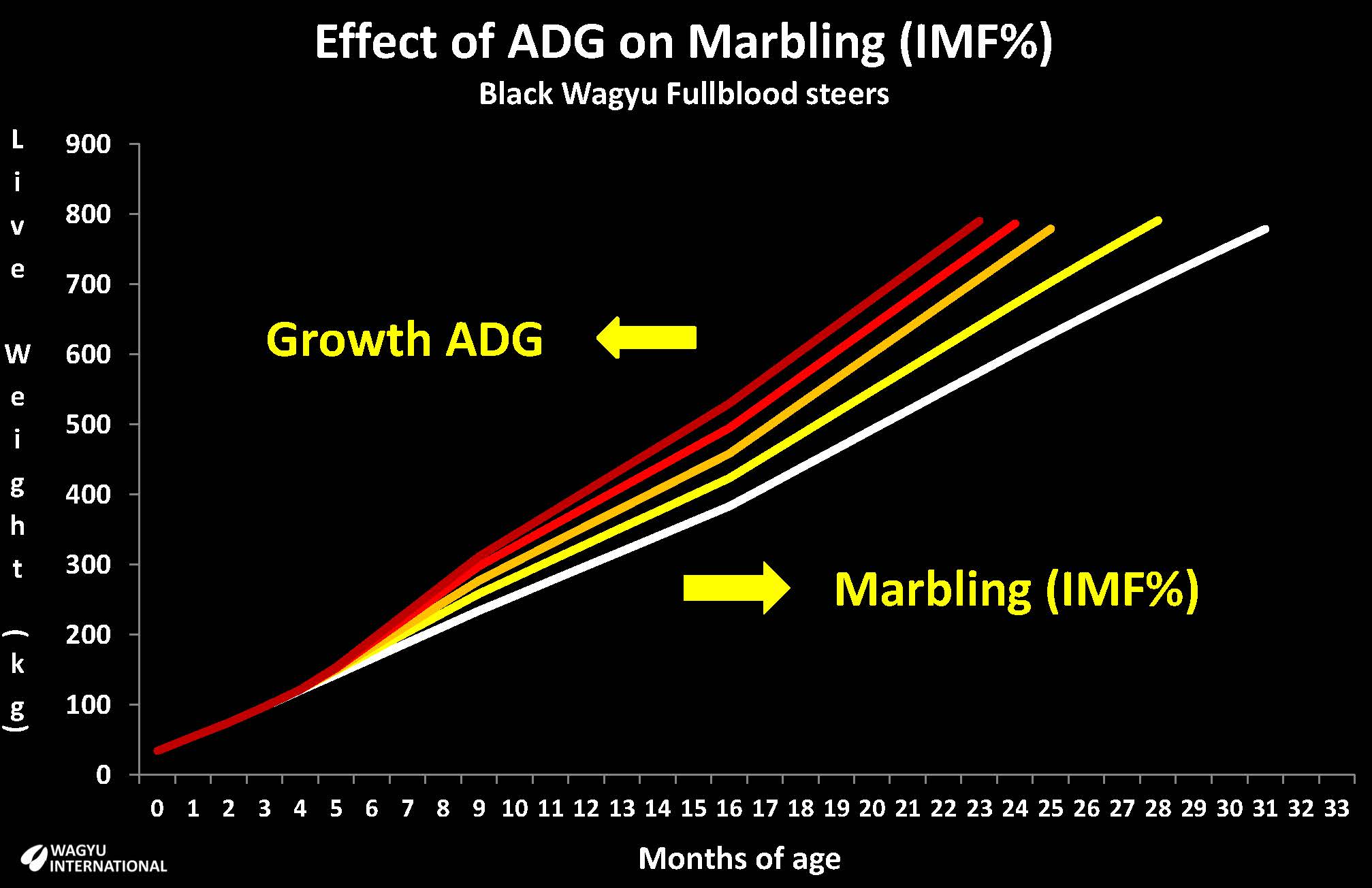 Chart showing marbling IMF% versus ADG and age of processing Wagyu