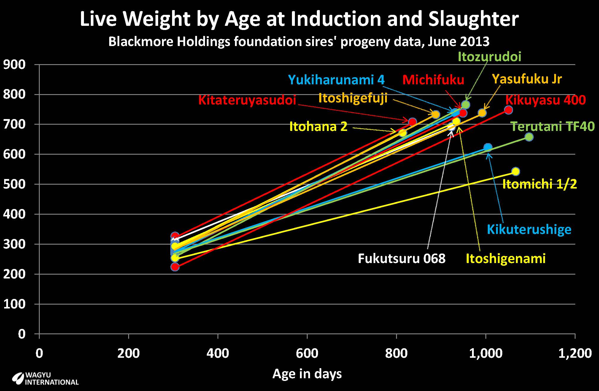 Chart compiled by Wagyu International of raw data from progeny from Foundation sires induction and slaughter weights for Wagyu