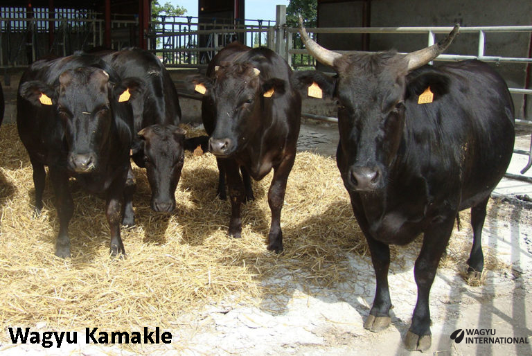 Wagyu in bran in France