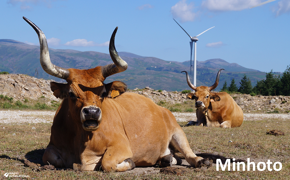 Minhoto cattle in Portugal