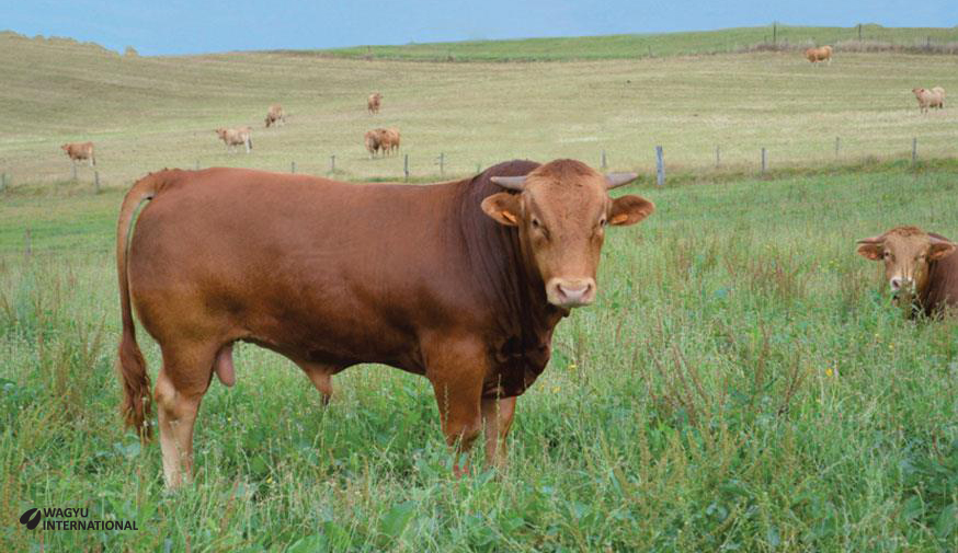 Rubia Gallega bull in pasture