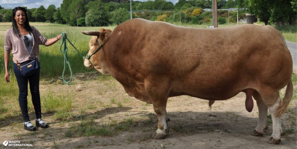 Veronica Anwuri of Reserve Cattle Company with a Rubia Gallega bull on a halter