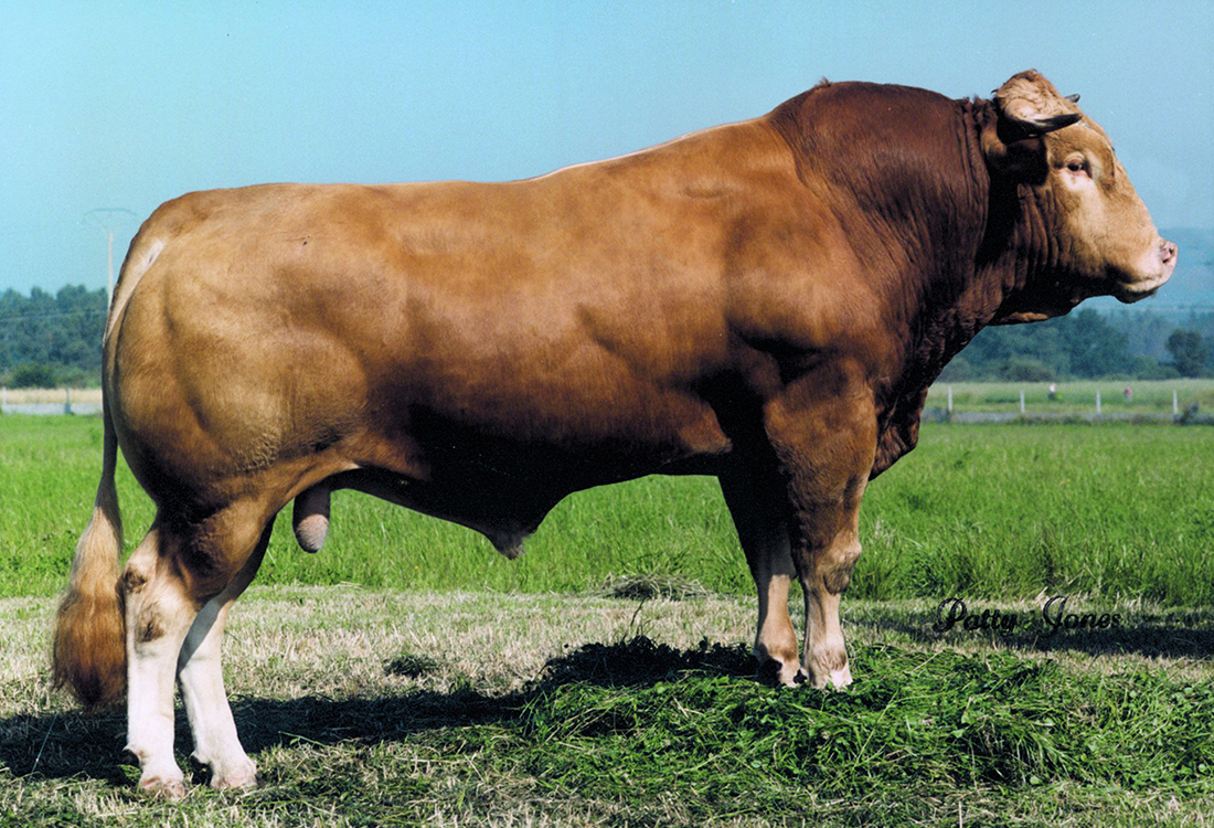 Rubia Gallega bull in Galicia in Spain