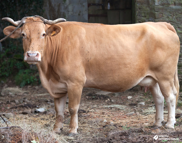 Rubia Gallega cow in yards in Galicia