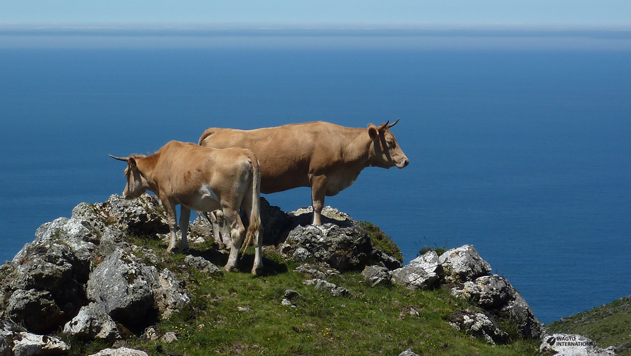 Rubia Gallega cows next to the Atlantic in Galicia in Spain