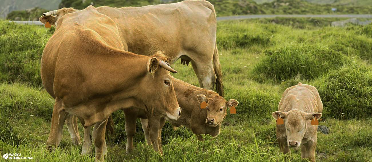 Rubia Gallega cows and calves on pasture in Spain