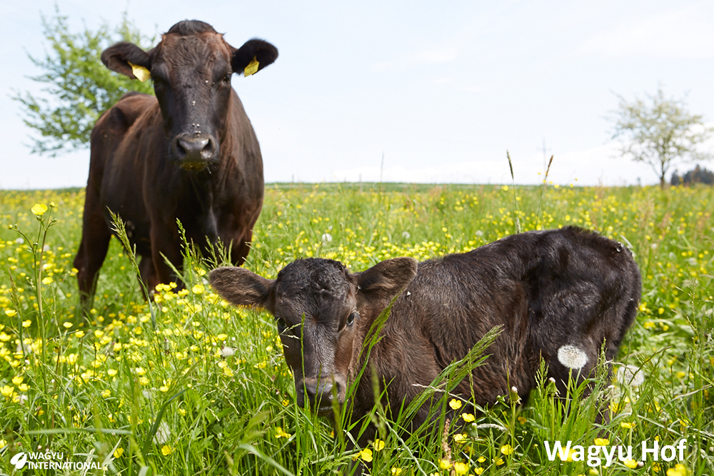 Wagyu cow and calf on pasture at WagyuHof in Austria