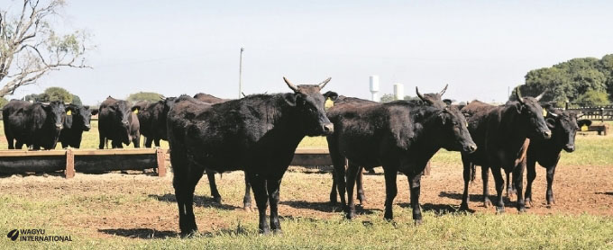 Wagyu finishing Daniel Steinbruch in Brazil