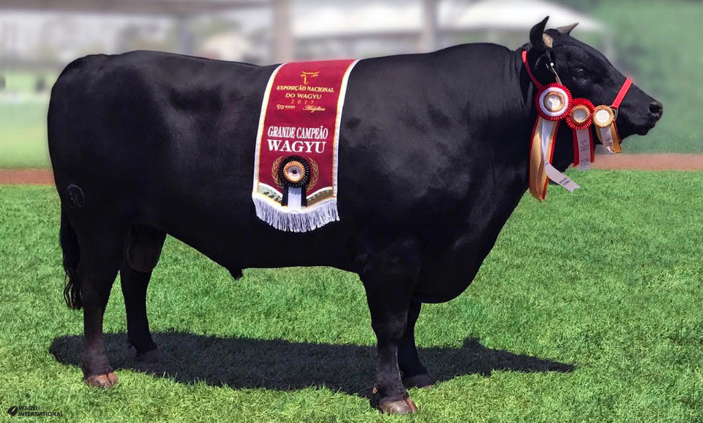 Champion Wagyu bull at Expointer in Brazil 2017