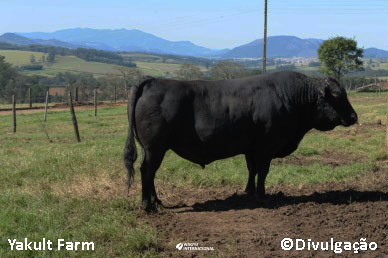 Wagyu bull on Yakult Farm where Wagyu were first raised in Brazil in 1992