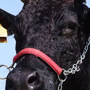 Head of Wagyu bull in Brazil