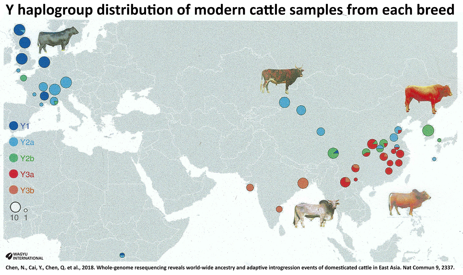 Map of Y haplogroup distribution of modern cattle samples by Chen et al 2018