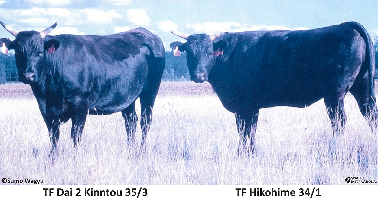 Two heifers imported as embryos from Shogo Takeda consignment by Simon Coates Sumo Wagyu to Australia 1996