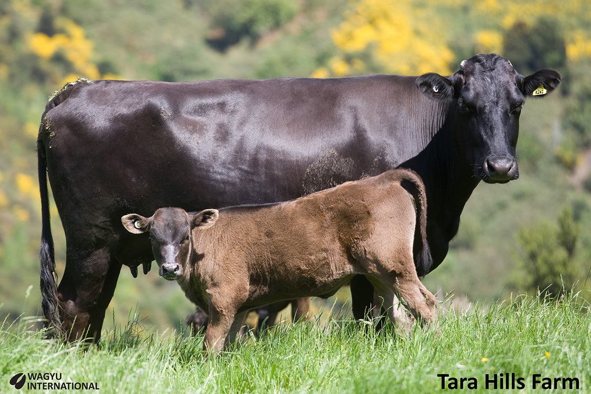 Black Wagyu cow Bento with calf at Tara Hills Farm in New Zealand on Wagyu International page