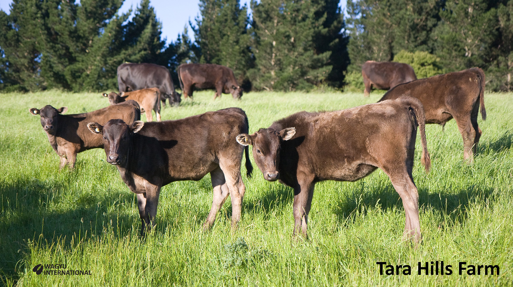 Wagyu calves at Tara Hills Farm in New Zealand