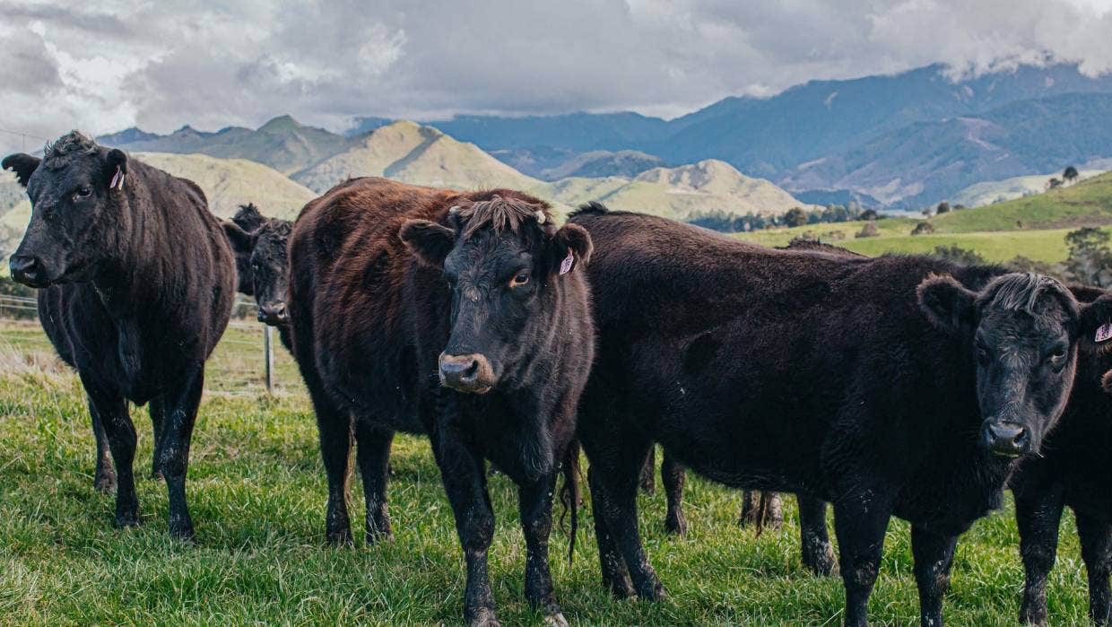 First Light pasture fed