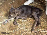 Japanese Balck heifer calf with signs of weak calf syndrome