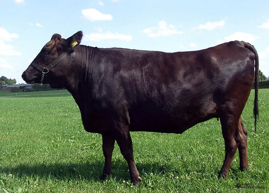 Wagyu cow on pasture in Argentina