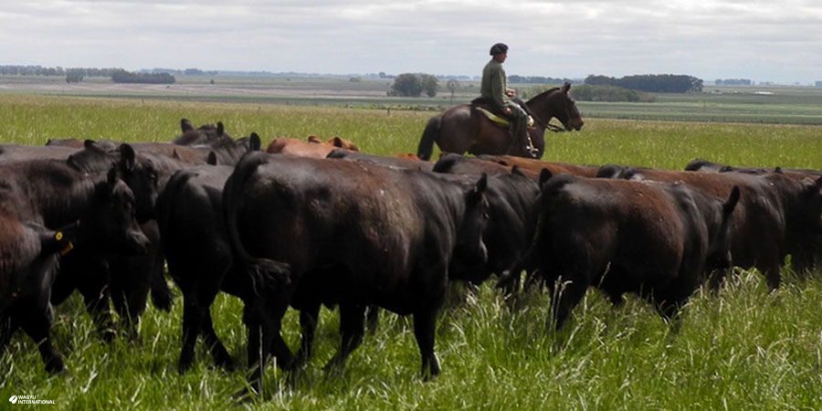 Wagyu cows mustering at La Estancia Los Rosales in Argentina
