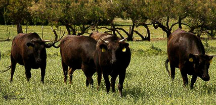 Wagyu Fullblood cows in Argentina on pasture