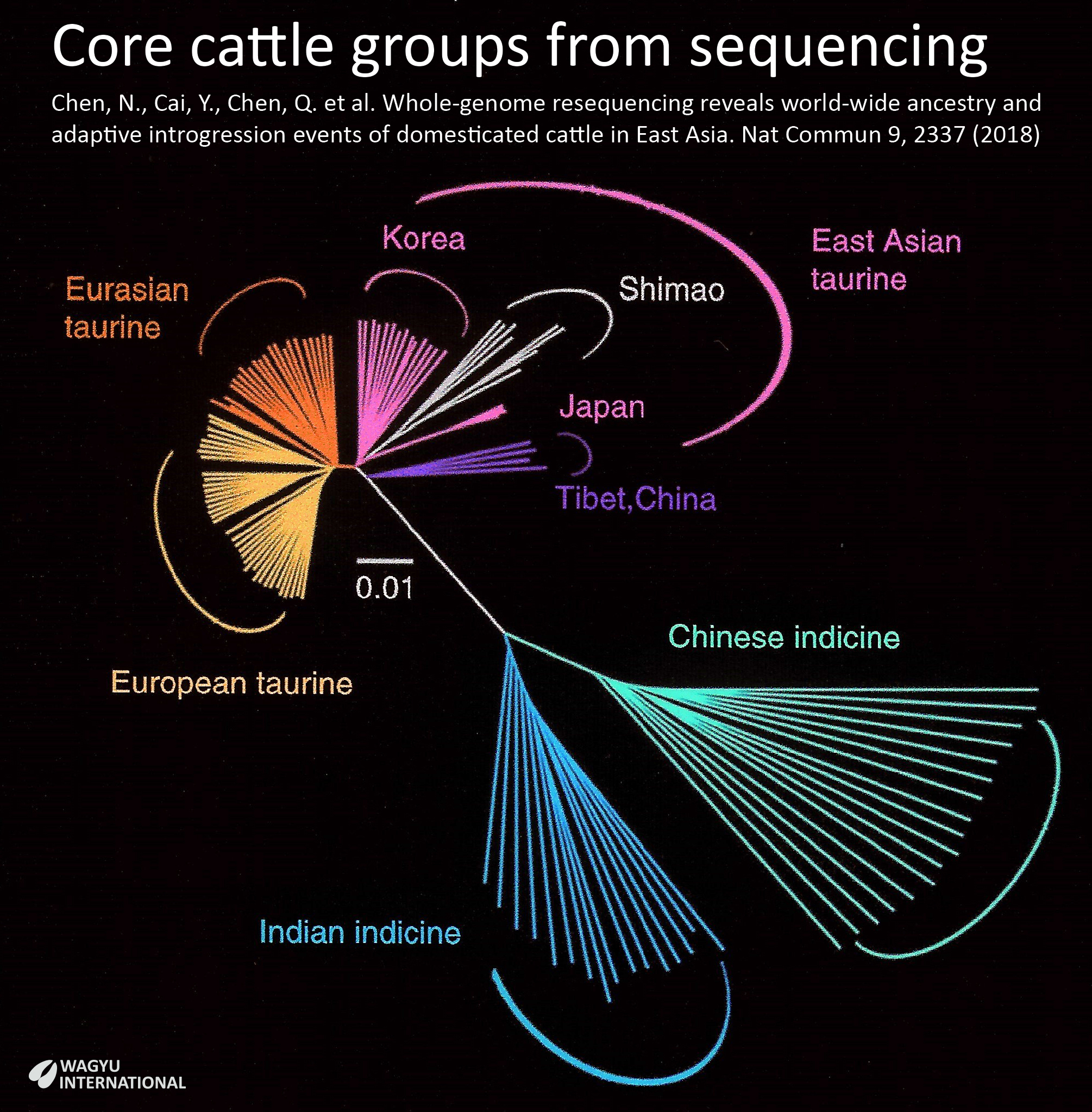 Core cattle groups from sequencing including Wagyu among East Asian taurine