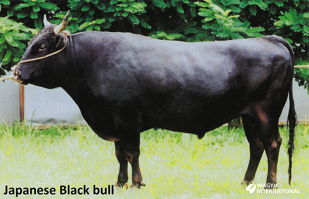 Japanese Black bull also called Wagyu Black cattle breed from Japan