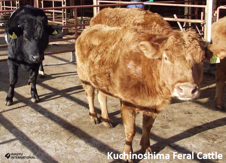 Kuchinoshima feral cattle a feral cattle breed in Japan