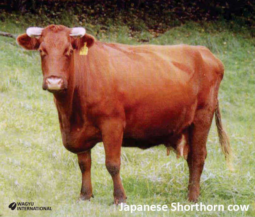 Japanese Shorthorn cow also named Wagyu Shorthorn