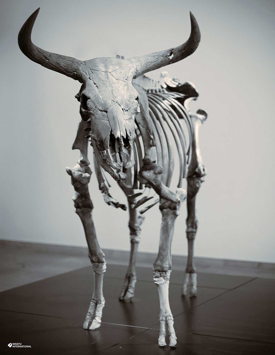 Mounted skeleton of Aurochs in Copenhagen University