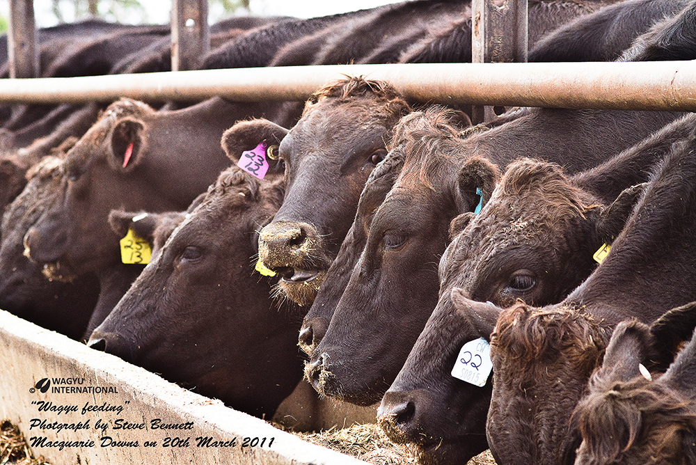 Wagyu feeding at Macquarie Downs on 20th March 2011. Photographer Steve Bennett