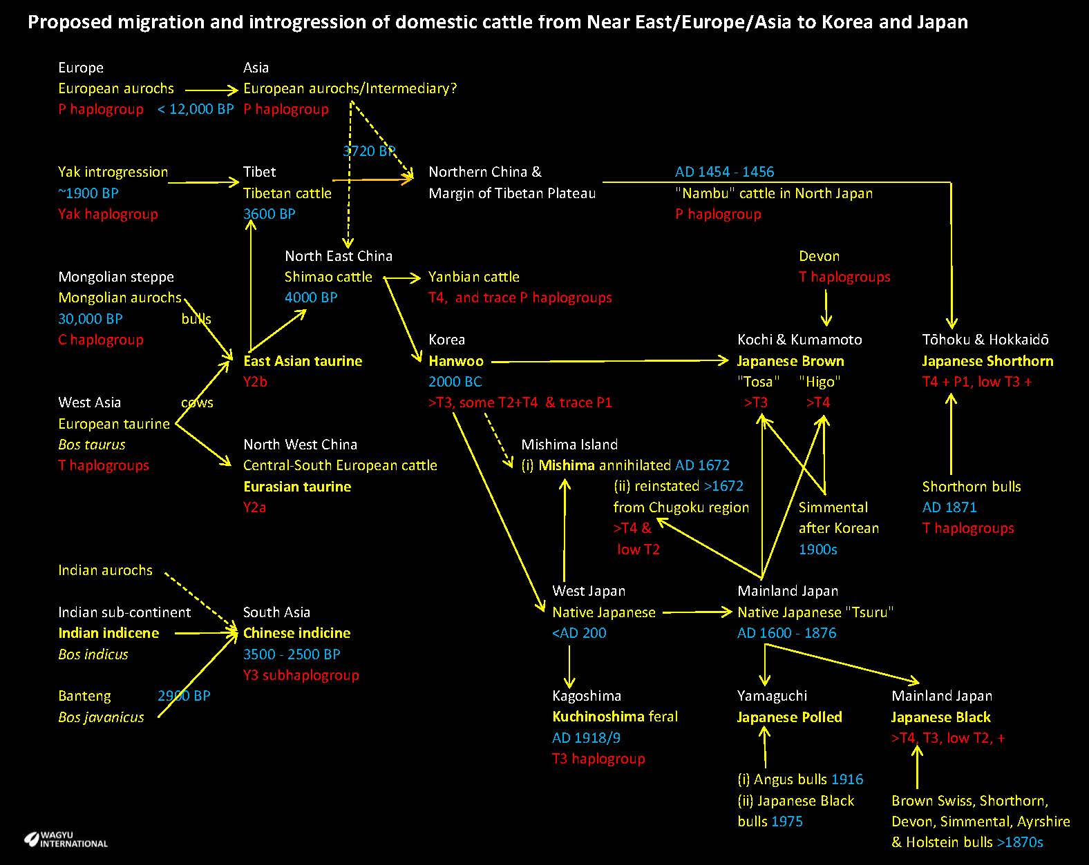 Migration of domestic cattle across Asia through China and Korea to Japan